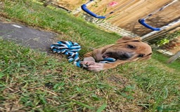 Staffordshire Bull Terrier dogs for sale: 🐾 Beautiful Staffordshire Bull Terrier Puppies 🐾 - Image 8