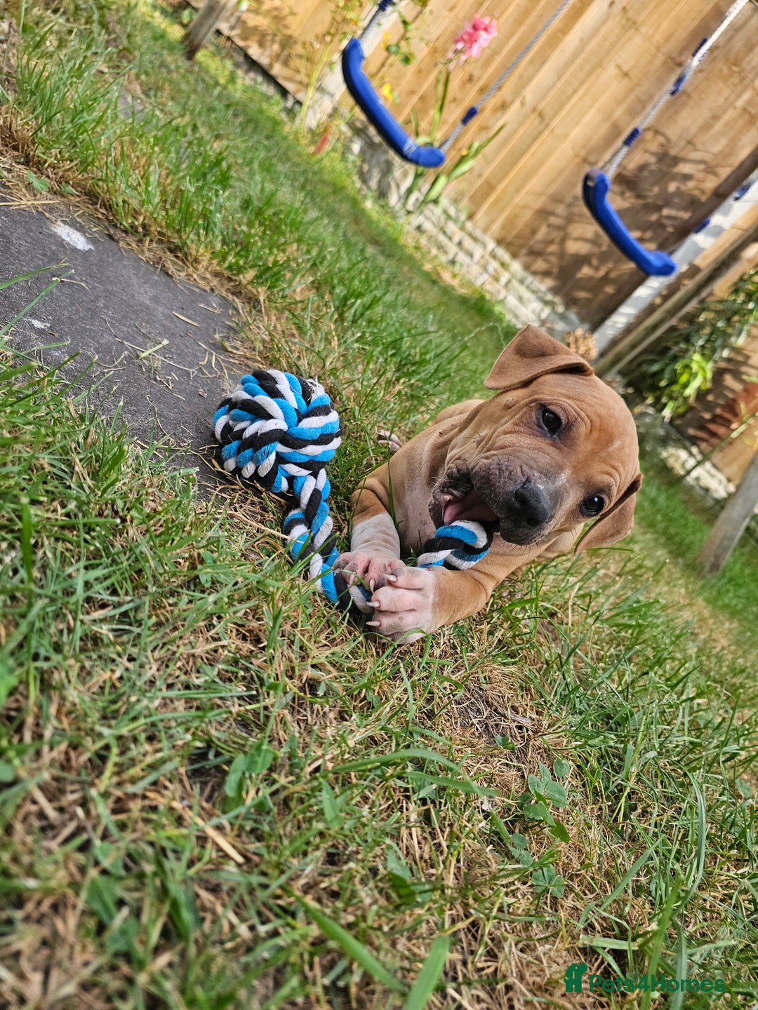 Staffordshire Bull Terrier dogs for sale: 🐾 Beautiful Staffordshire Bull Terrier Puppies 🐾 - Image 8