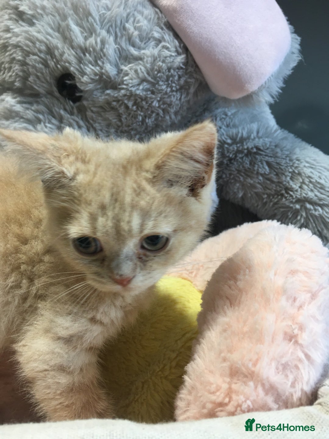 British Shorthair cats for sale: Stunning fluffy kittens  - Image 26