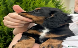Cocker Spaniel dogs for sale: Working Cocker Spaniels  - Image 11