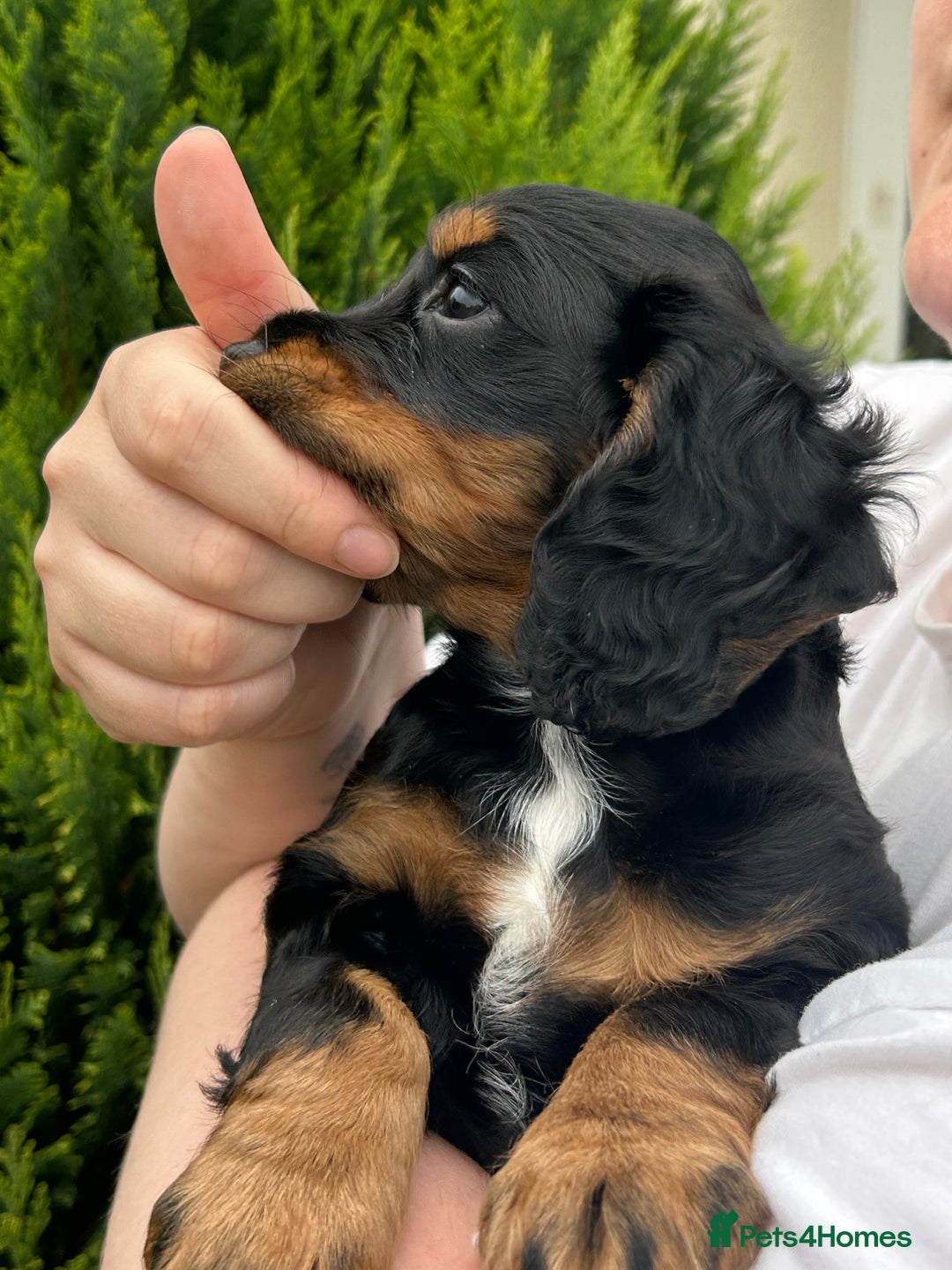 Cocker Spaniel dogs for sale: Working Cocker Spaniels  - Image 11