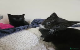 Mixed Breed cats for sale: Male and Female Black and White Kittens 8 Weeks  - Image 3