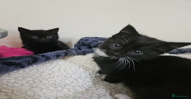 Mixed Breed cats - Advert 10