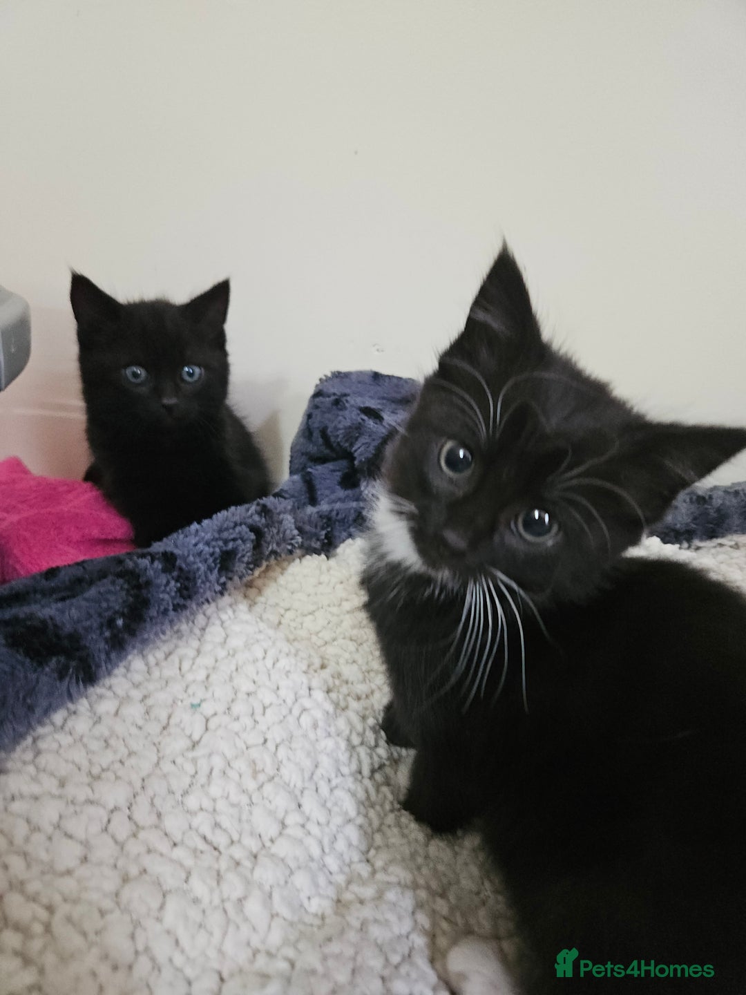 Mixed Breed cats for sale: Male and Female Black and White Kittens 8 Weeks  - Image 3