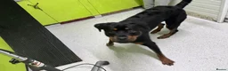 Rottweiler dogs for sale: Dog looking for forever home  in Brighton - Advert 3