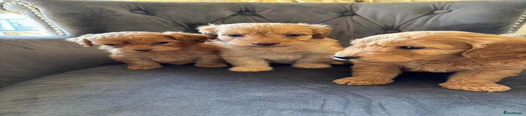 Labradoodle Puppy 4