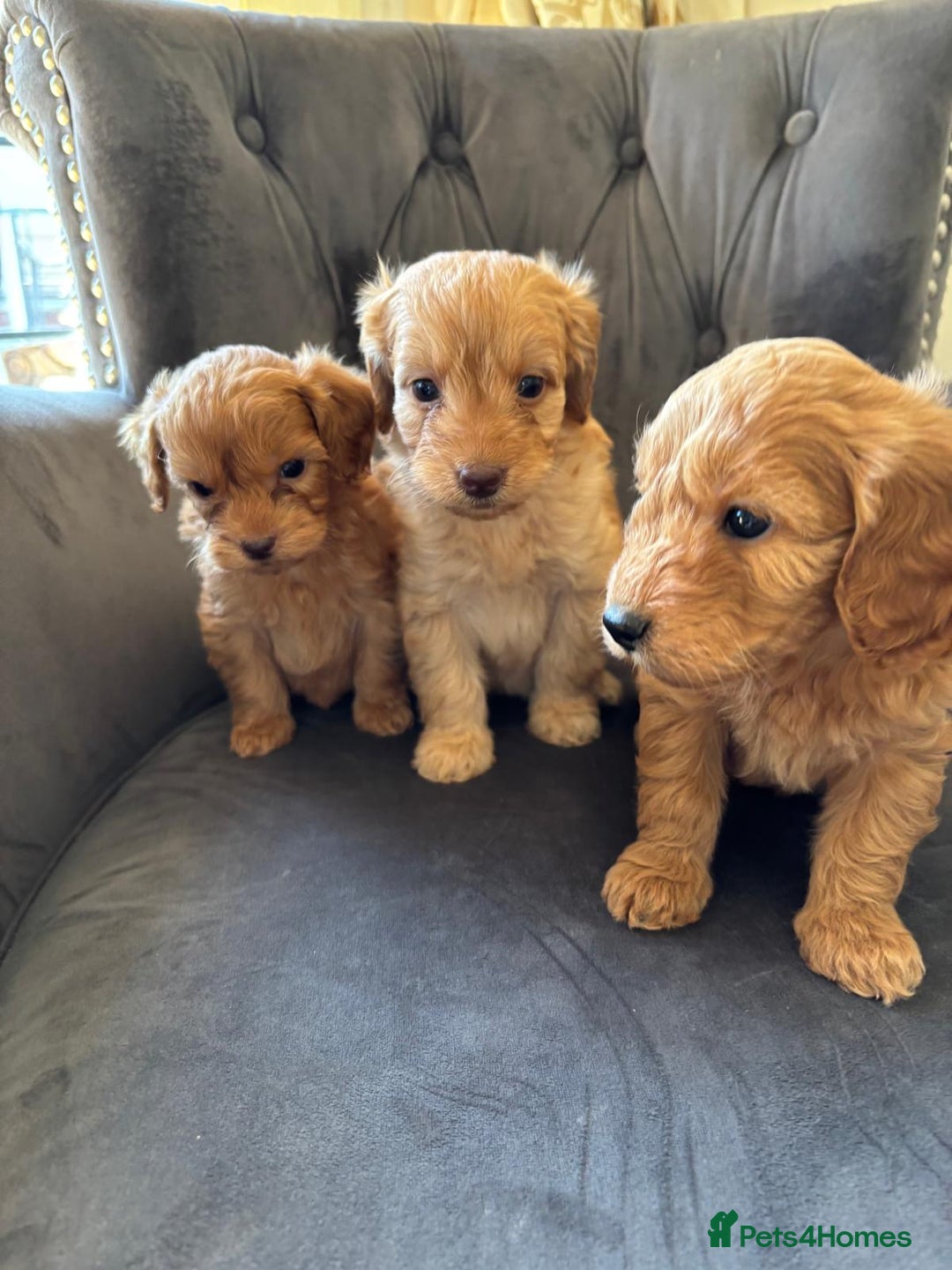Labradoodle dogs for sale: LICENSED BREEDER Health tested mini labradoodles - Image 6