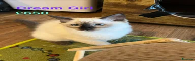 Cream Girl 