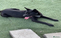 Mixed Breed dogs for adoption: Loving Beatrix looking For LOVE - Image 8