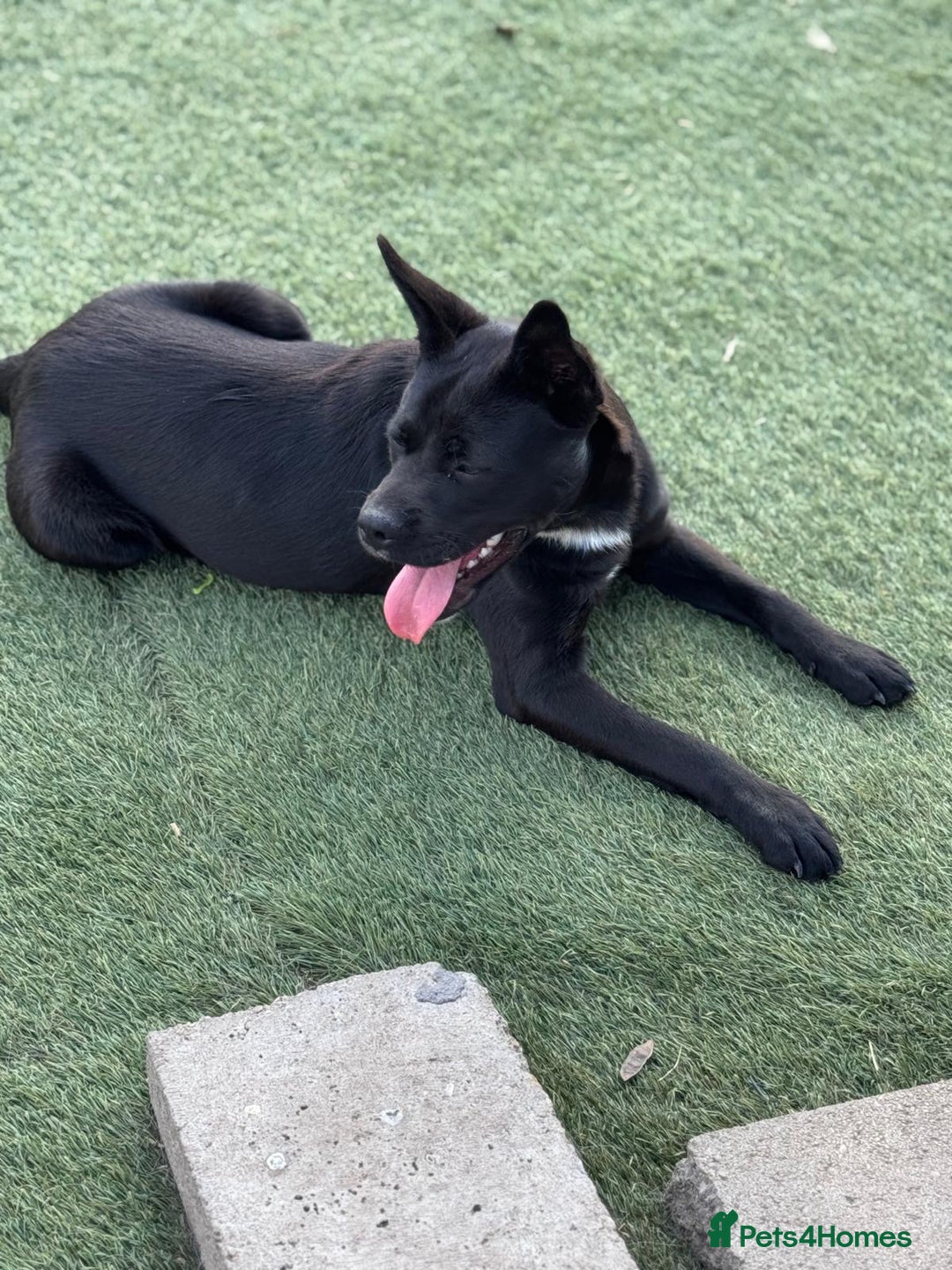 Mixed Breed dogs for adoption: Loving Beatrix looking For LOVE - Image 8