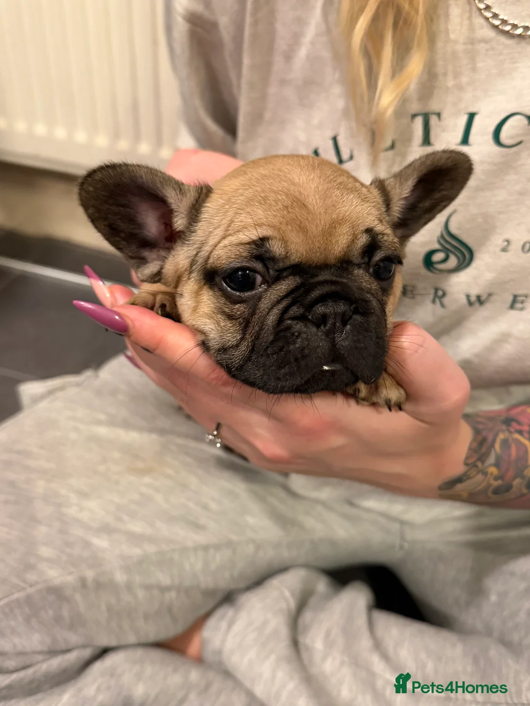 French Bulldog dogs for sale: Multiple colour litters coming in spring 🐶  - Advert 12