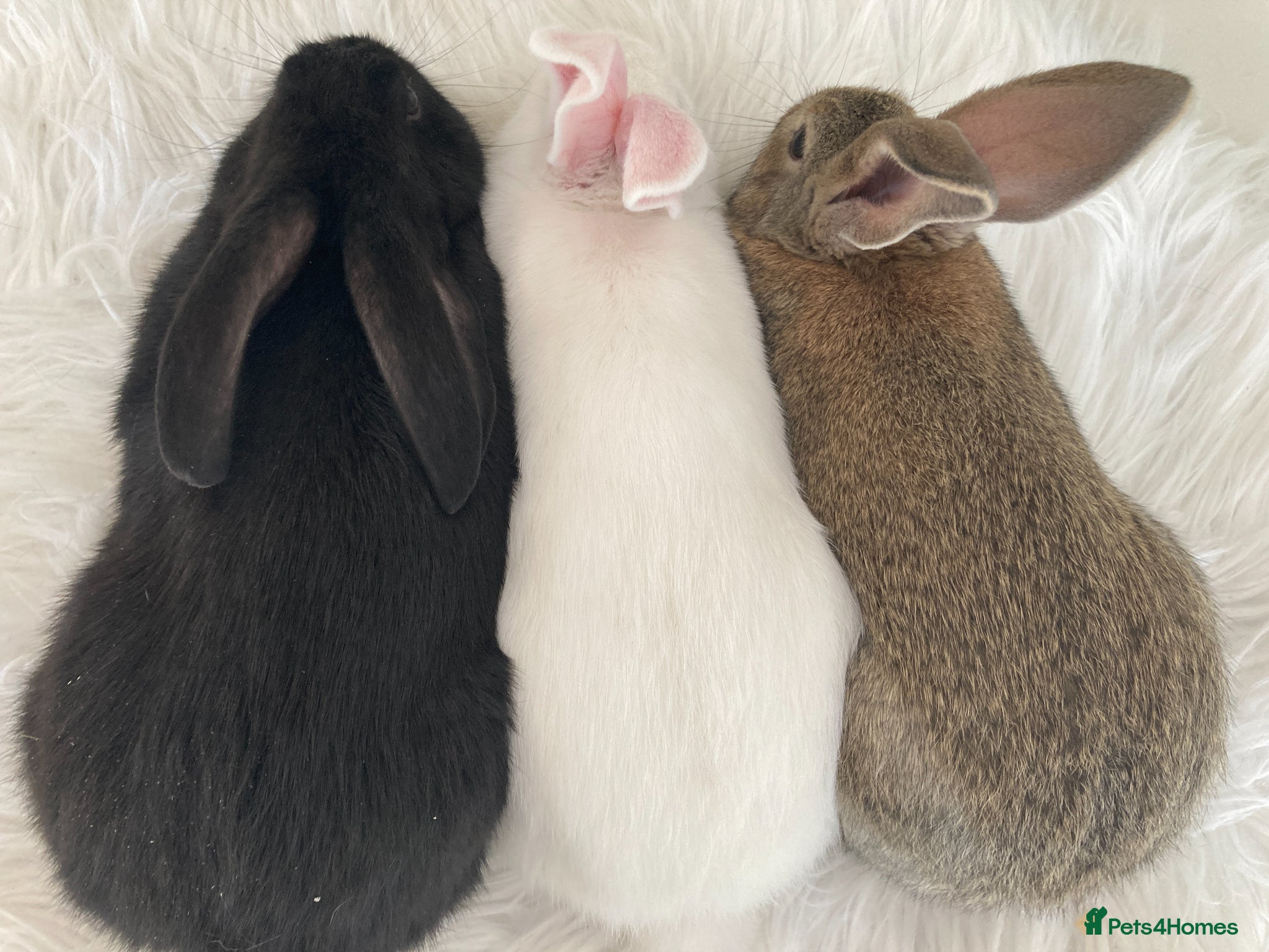 New Zealand rabbits New Zealand and Continental bunnies - Advert 8