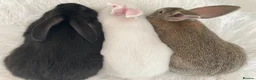New Zealand rabbits for sale: New Zealand and Continental bunnies - Advert 5