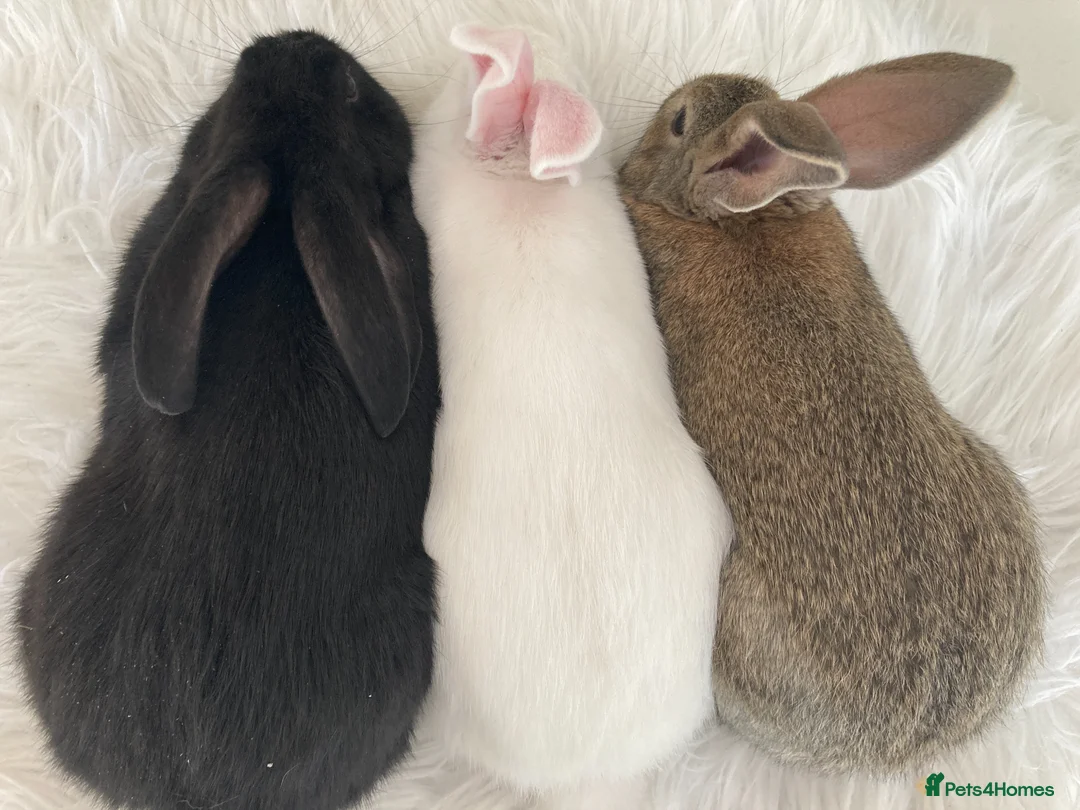 New Zealand rabbits for sale: New Zealand and Continental bunnies - Advert 6