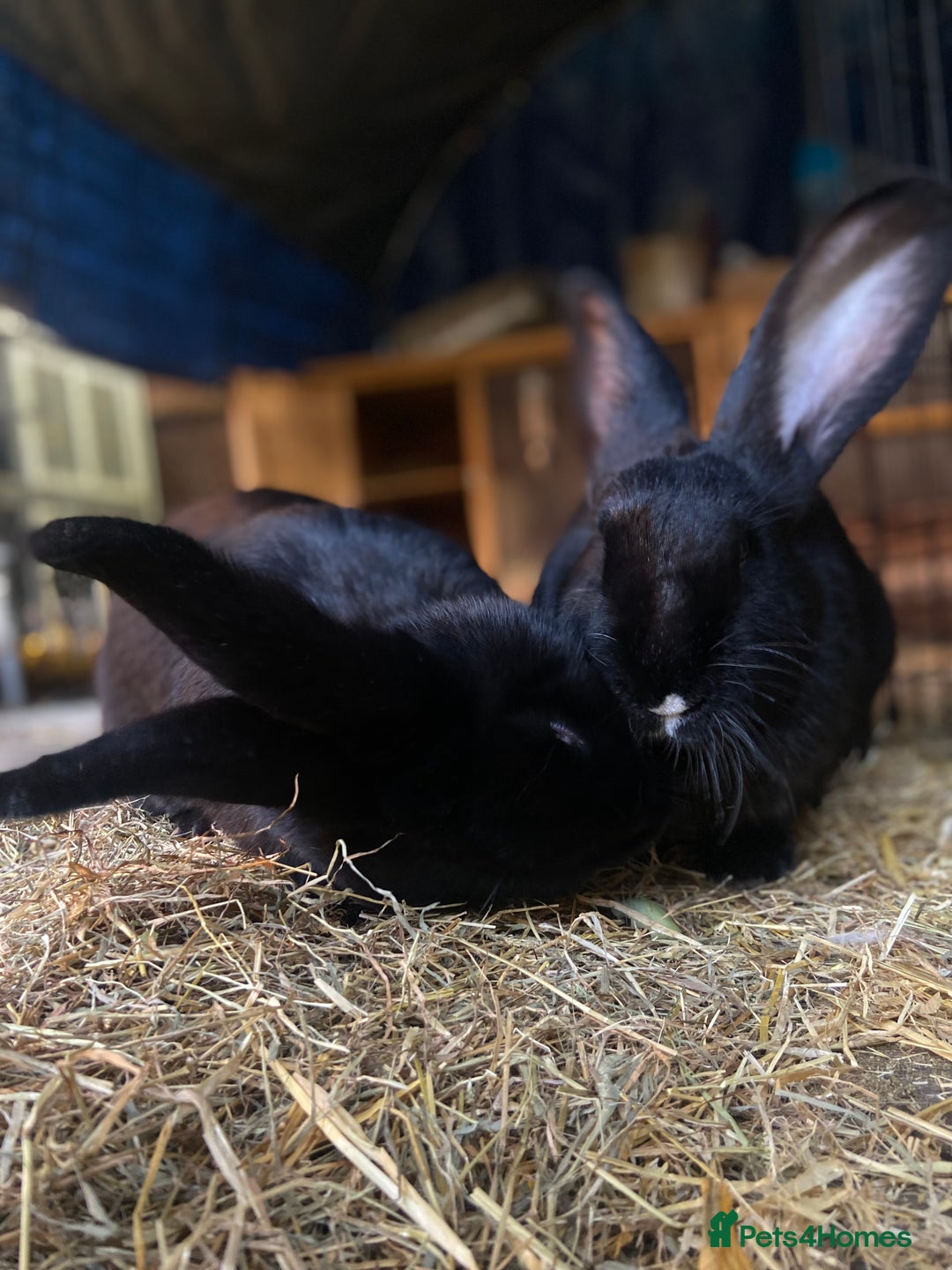 Continental Giant rabbits for sale: Female 11 month Continental giant rabbit  - Advert 4