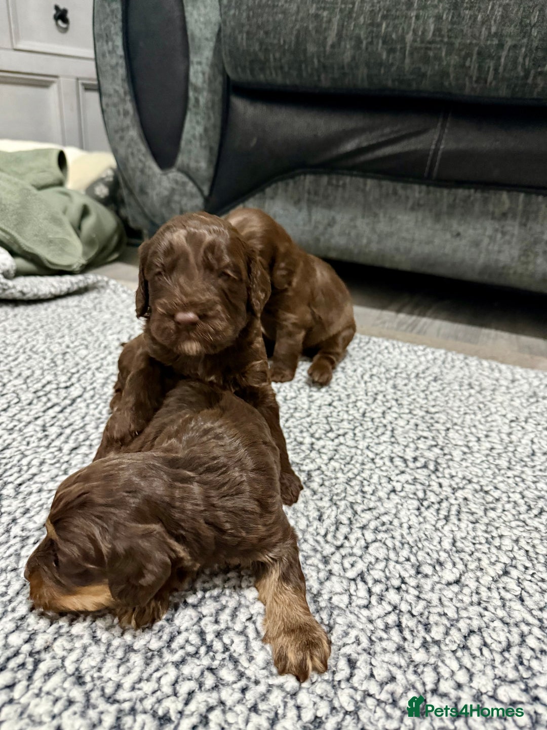 Cockapoo dogs for sale: F1 Cockerpoo’s  - Image 11
