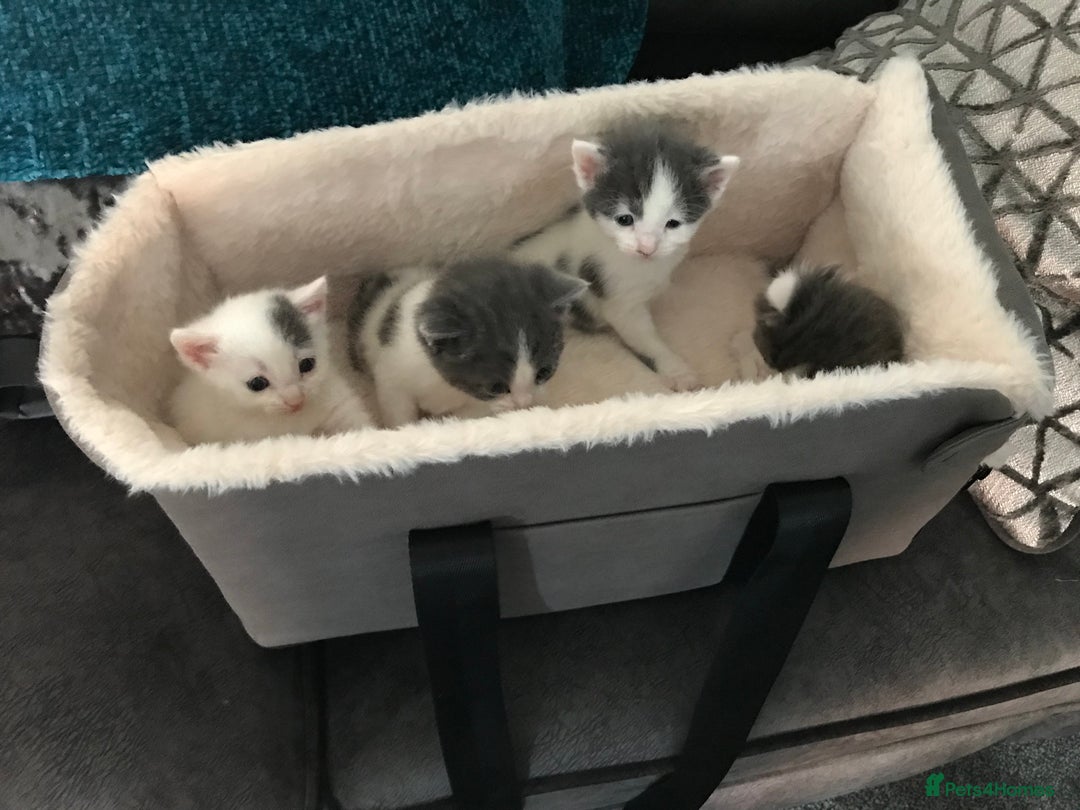 Mixed Breed cats for sale: Cheryl  - Image 5