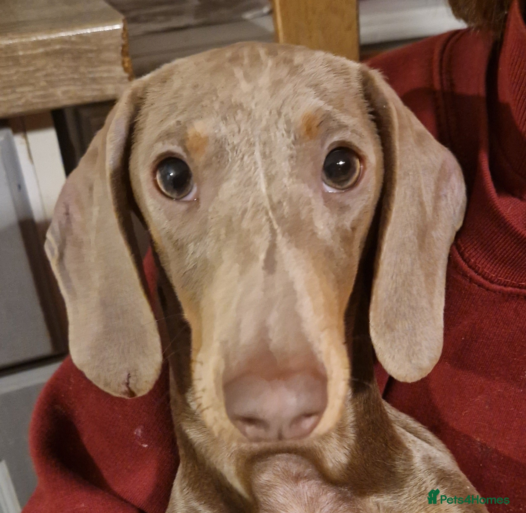 Miniature Dachshund dogs Loving girl Meredith needs a forever bed. - Advert 3