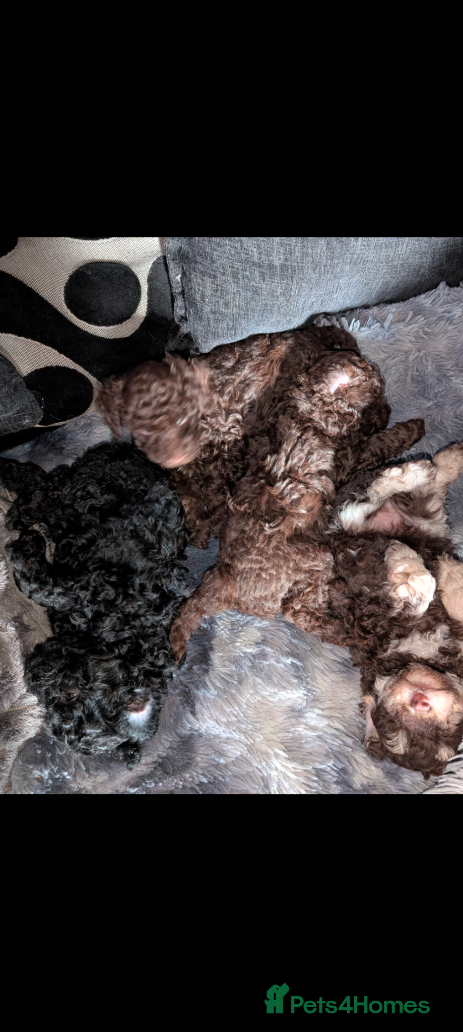 Labradoodle dogs 🐾Stunning adorable F1BB Mini Labradoodle Pups🐾  - Advert 1