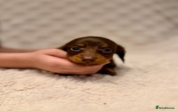 Miniature Dachshund dogs for sale: Long haired chocolate tan dachshunds  - Image 6