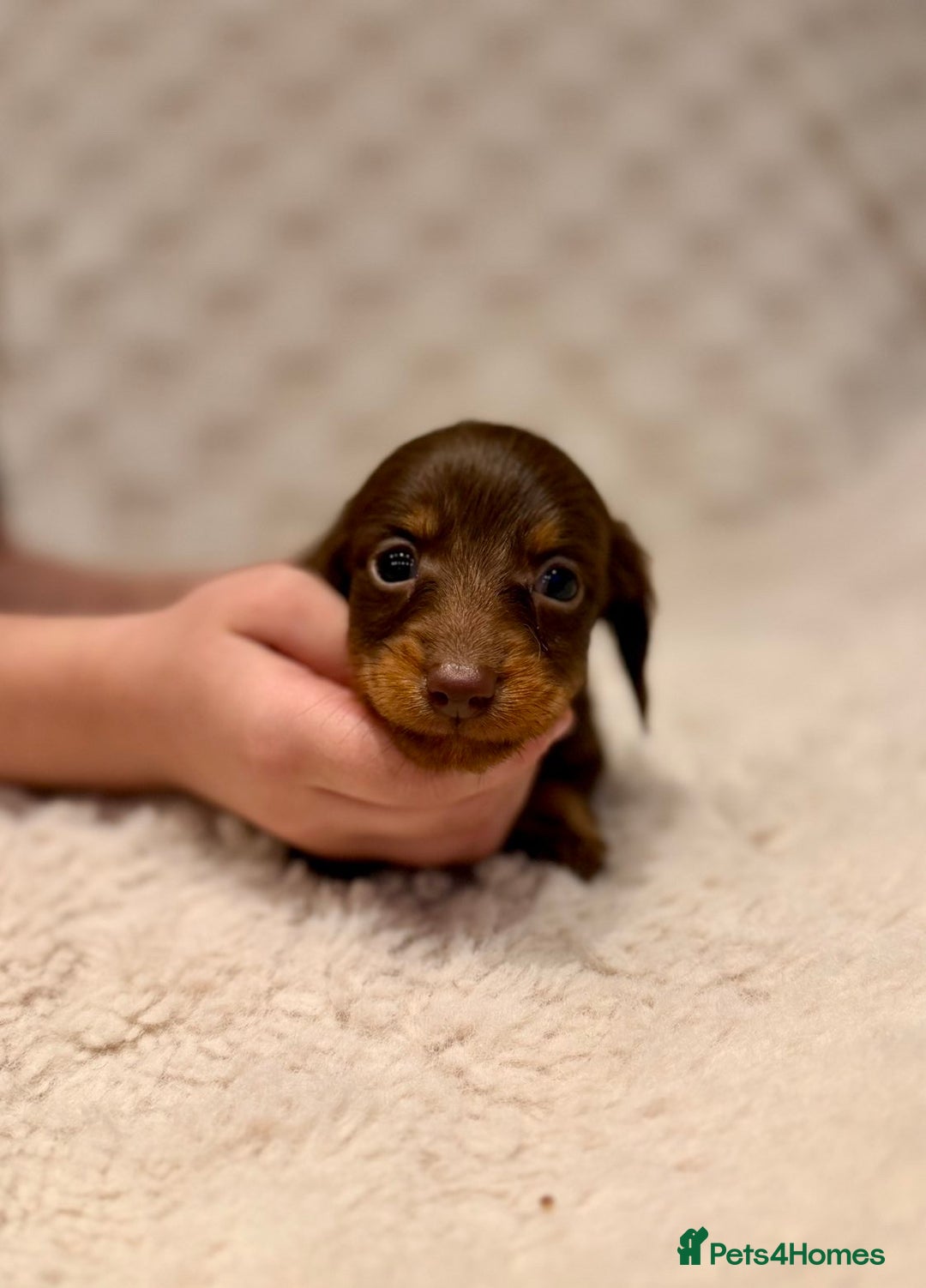 Miniature Dachshund dogs for sale: Long haired chocolate tan dachshunds  - Image 6