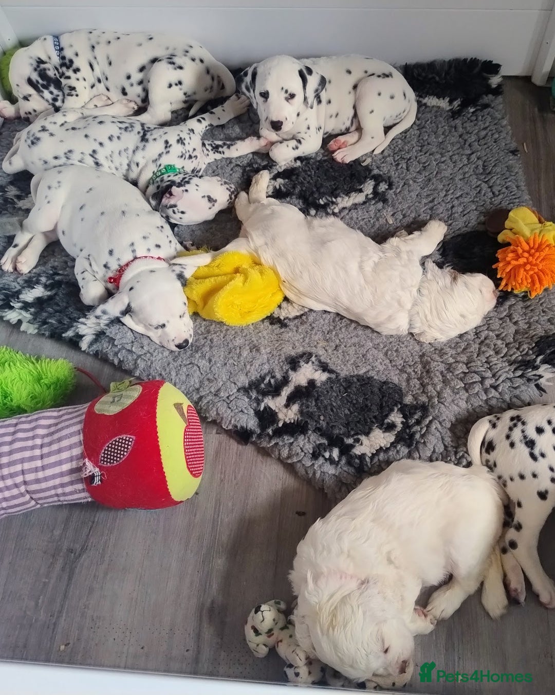 Clumber Spaniel dogs for sale: Pedigree KC Clumber Spaniel Puppies - Advert 21
