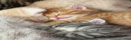 Mixed Breed cats for sale: Ragdoll x Siberian mix kittens  in Peacehaven - Advert 12