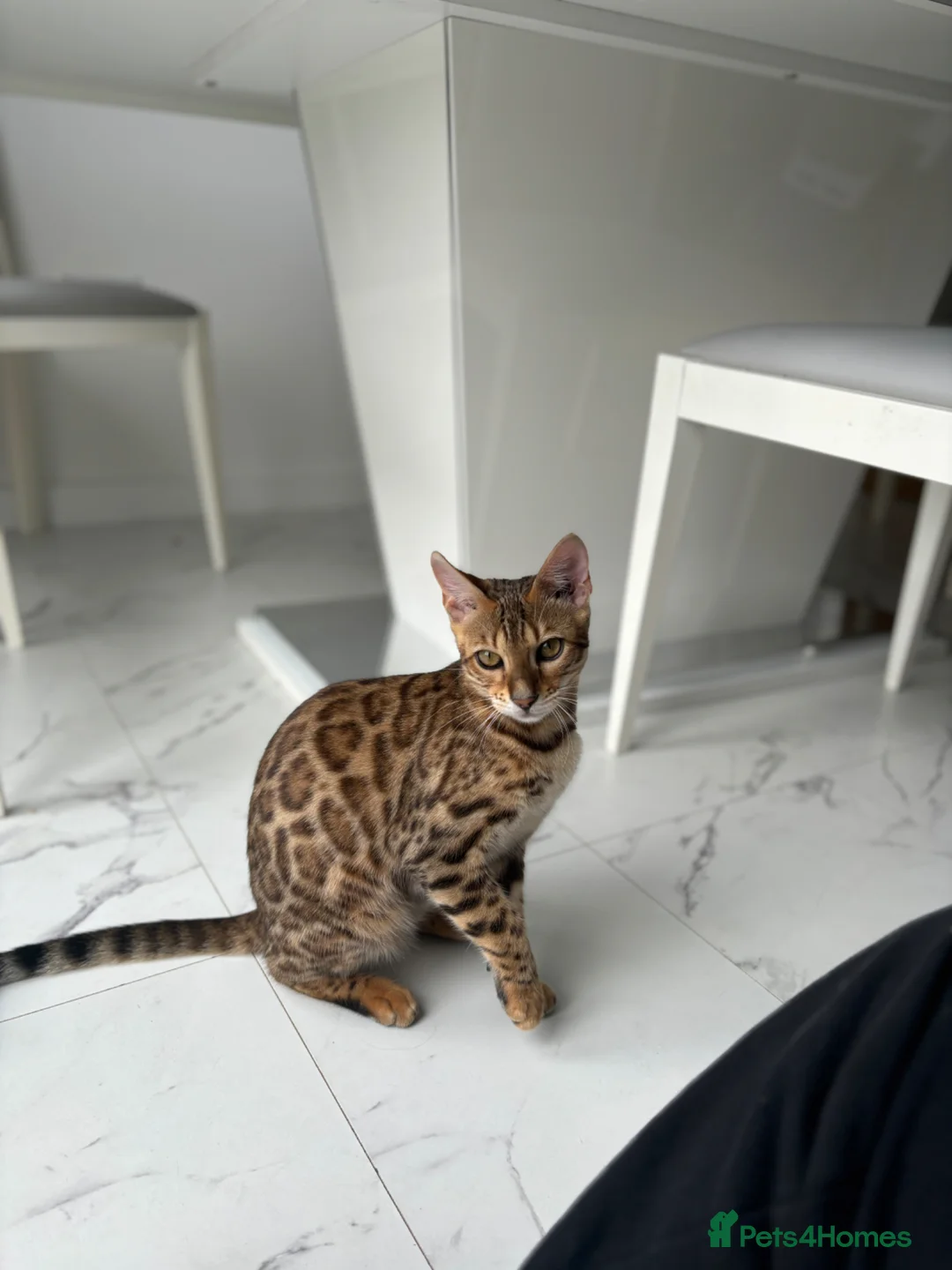 Bengal cats for sale: Bengal kittens  in Aberdeen - Advert 2
