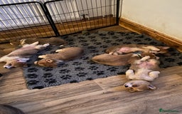 Welsh Corgi Pembroke dogs for sale: 7 Beautiful little corgi boys - Advert 3