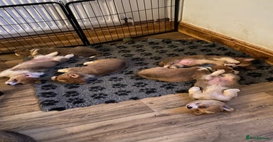 Welsh Corgi Pembroke dogs 7 Beautiful little corgi boys - Advert 8