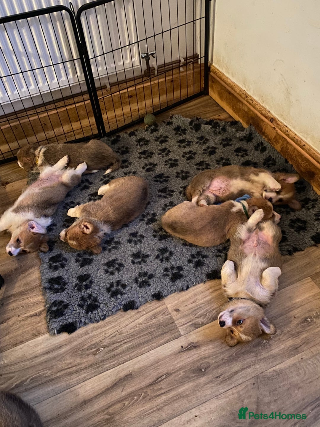 Welsh Corgi Pembroke dogs for sale: 7 Beautiful little corgi boys - Advert 3