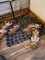 Welsh Corgi Pembroke dogs 7 Beautiful little corgi boys - Advert 2