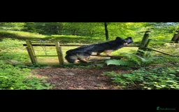 German Shepherd dogs for stud: Dark Sable German Shepherd - Image 5