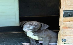 Mixed Breed dogs for sale: Big sale !!!!! 400£ - Image 10