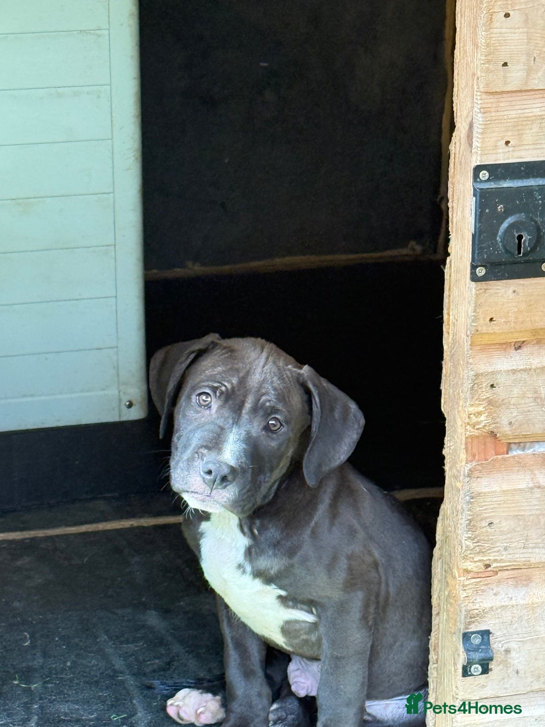 Mixed Breed dogs for sale: Big sale !!!!! 400£ - Image 10