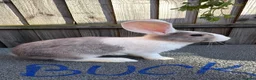 Giant Papillon rabbits for sale: Miniloop , netherland draft and continental cross - Advert 9