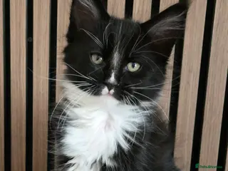 Maine Coon cats 2 Maine Coon kittens. - Advert 16