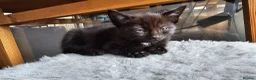 Mixed Breed cats for sale: 5 little kittens ready for the new lovely homes  ! in Cheltenham - Advert 27