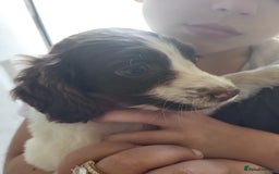 Sprocker dogs for sale: 3 sprockers x springer  pups  - Image 1