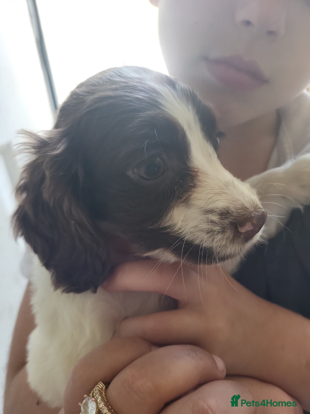 Sprocker dogs for sale: 3 sprockers x springer  pups  - Image 1
