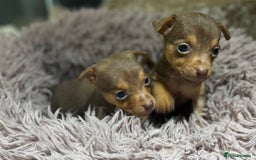 Jack Russell dogs for sale: Much Wenlock stunning miniature puppy  - Advert 6