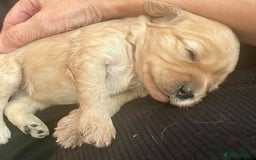 Cavapoo dogs for sale: Cavapoo - Image 4