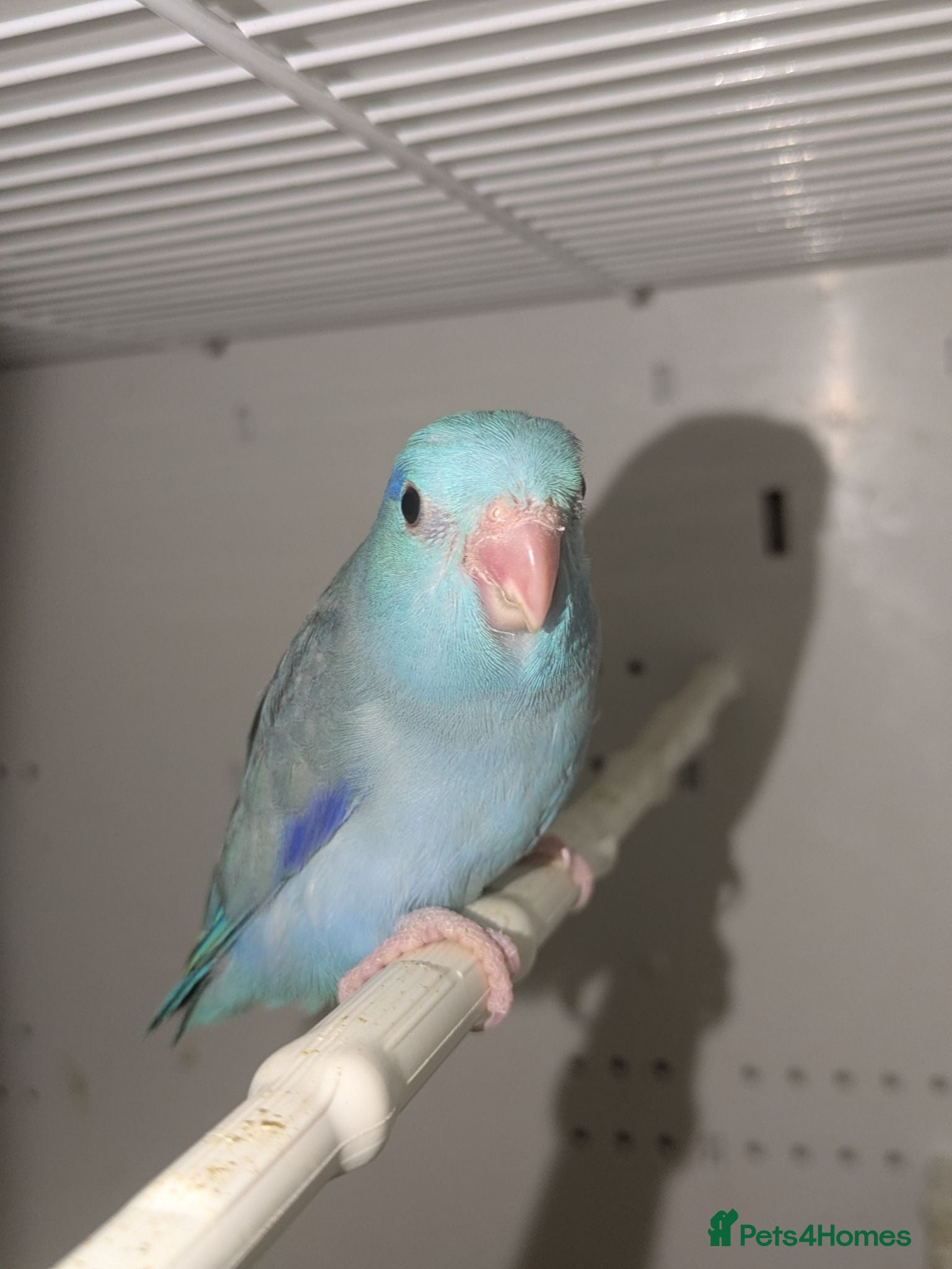 Parakeets birds Celestial Parrotlets  - Advert 2