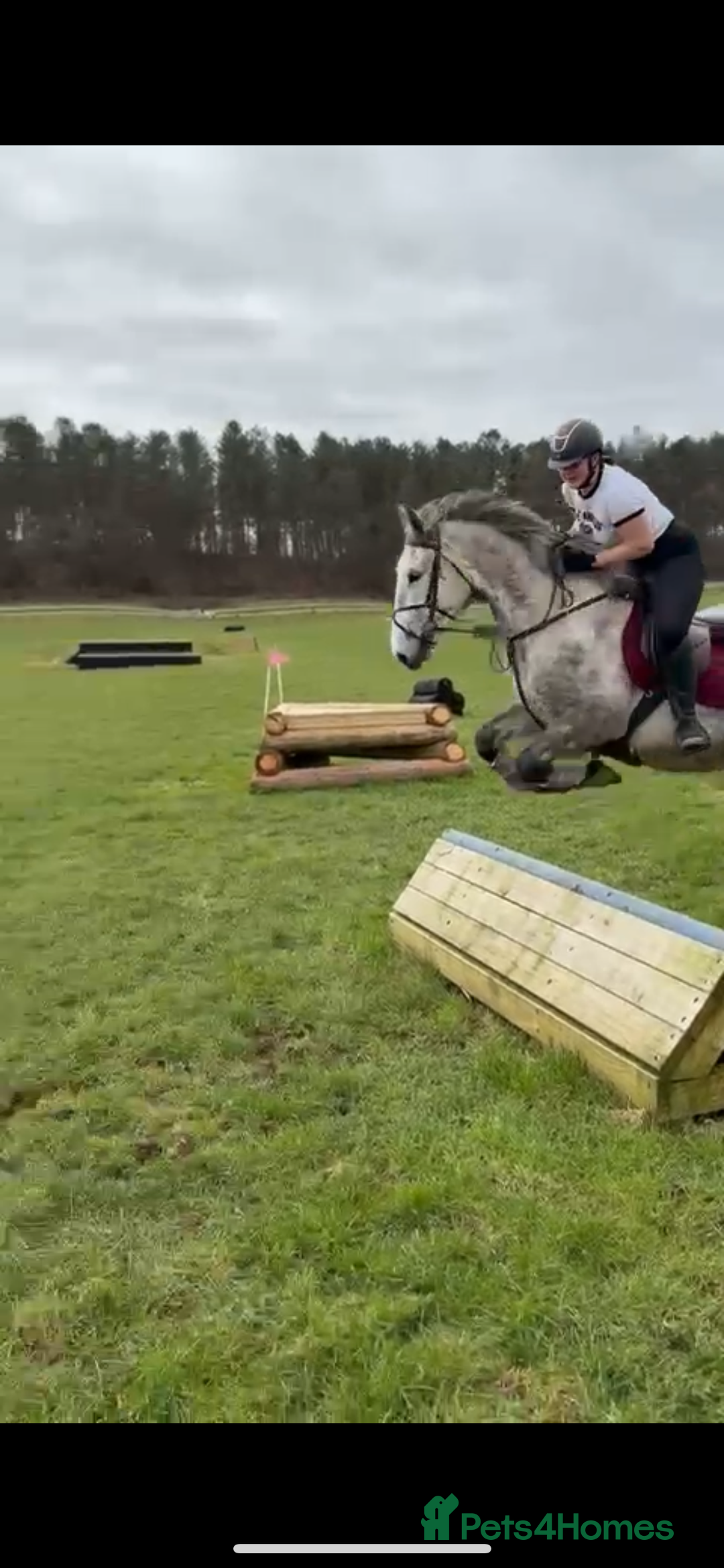 Irish Draught horses for sale: 16.3hh all round mare for sale  - Advert 5