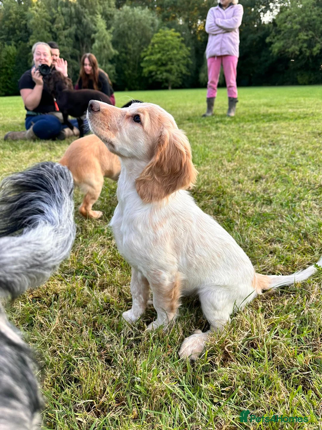 Cocker Spaniel dogs for stud: KC reg Working Cocker Spaniel for Stud in Cambridge - Advert 12