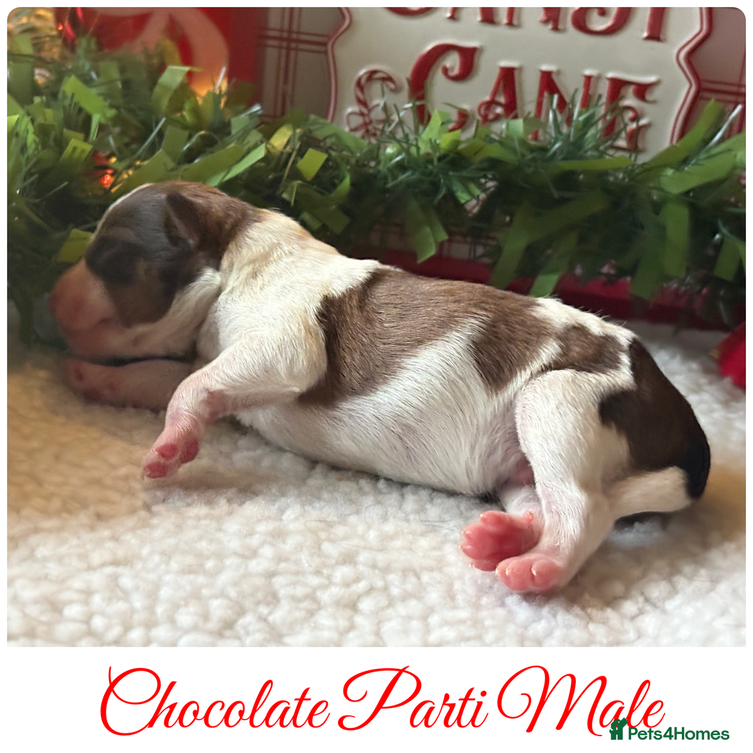 Miniature Schnauzer dogs for sale: KC BVA H/T Wheaten, Chocolate Parti Mini Schnauzer in Castleford - Advert 6