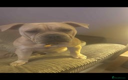 Mixed Breed dogs for sale: Hallie English bulldog X bully  - Image 2