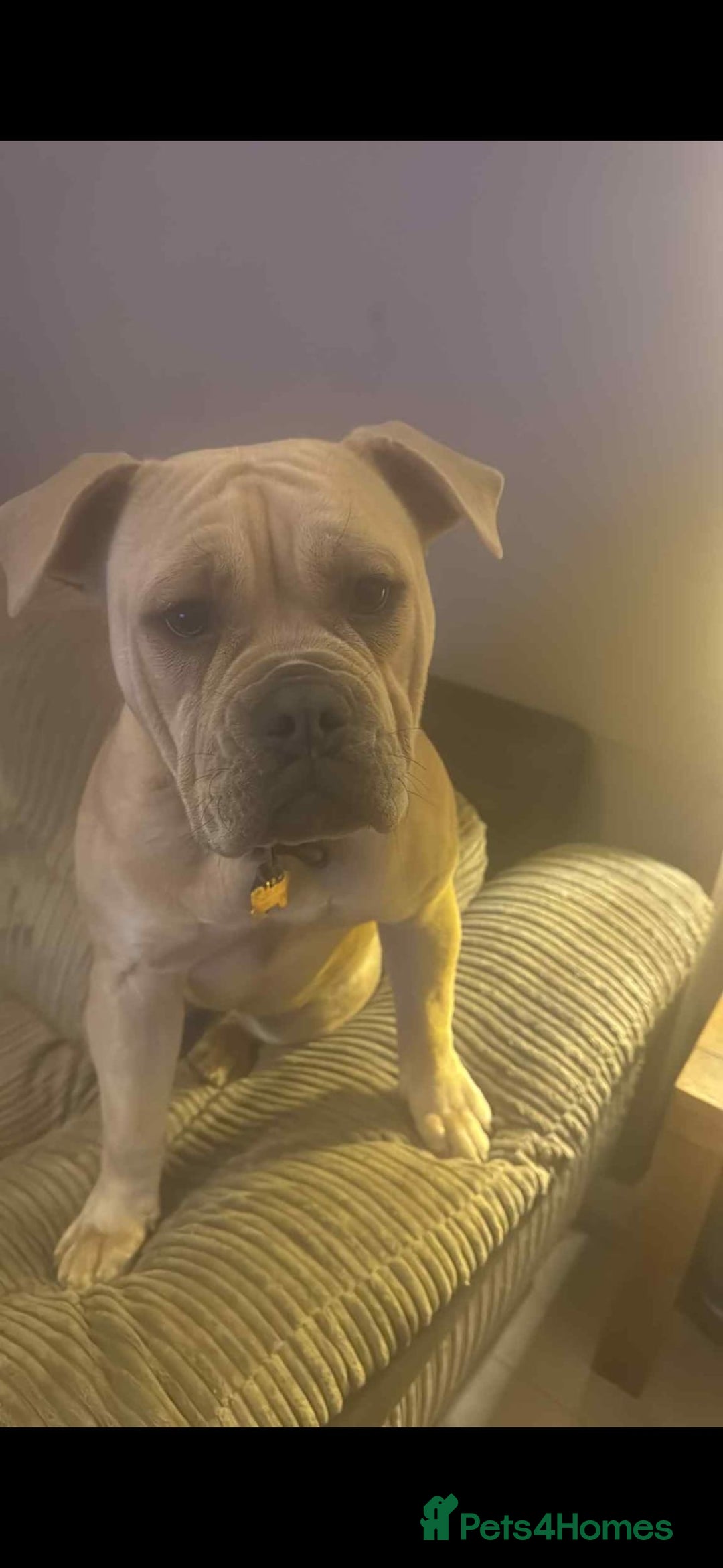 Mixed Breed dogs for sale: Hallie English bulldog X bully  - Image 2