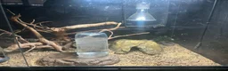 Leopard Gecko reptiles for sale: 2 female geckos born around the same time  - Advert 8