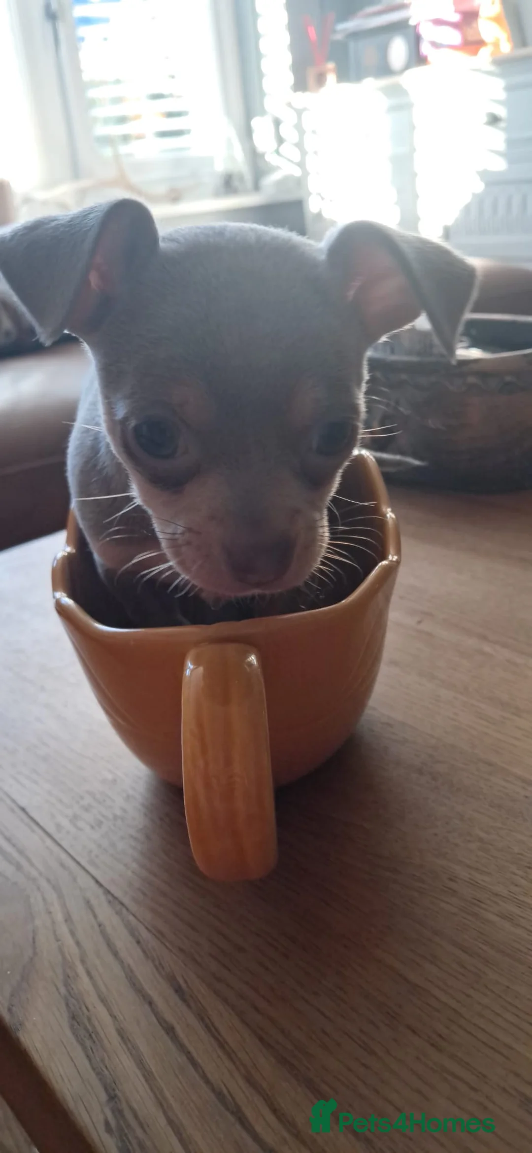 Mixed Breed dogs for sale: Beautiful Babies  - Advert 12